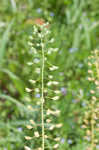 Roadside pennycress 